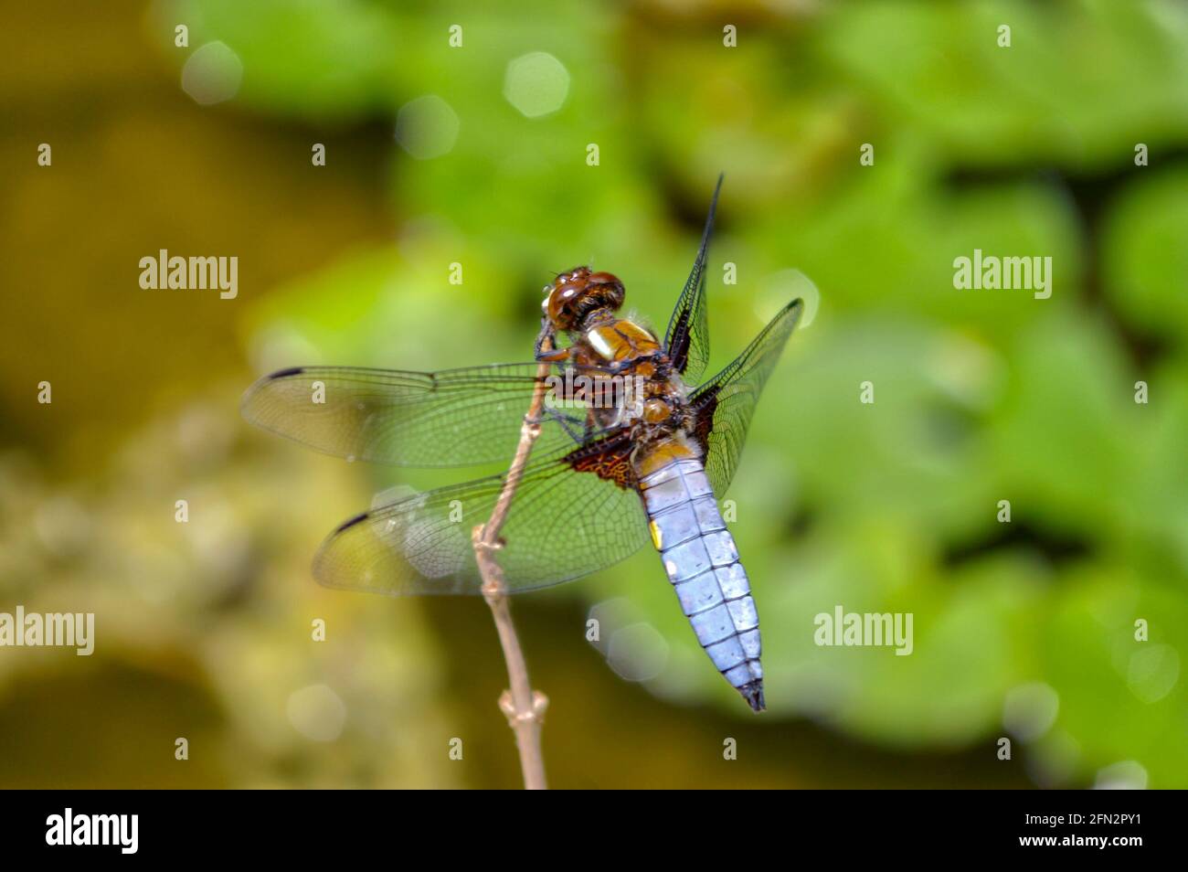Selective color closeup shot hi-res stock photography and images - Alamy