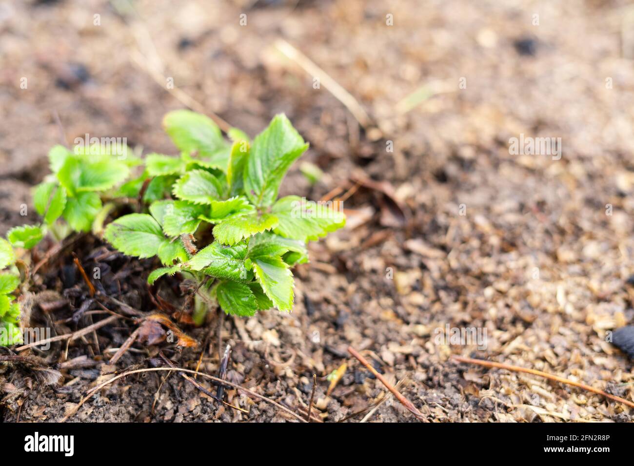 Strawberry seedlings grow in the home garden Stock Photo - Alamy