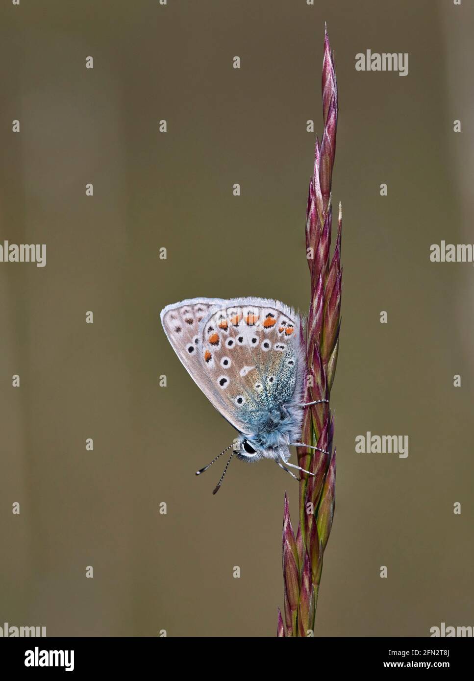 Common Blue perched on grass. Molesey Reservoirs Nature Reserve, West Molesey, Surrey, England. Stock Photo