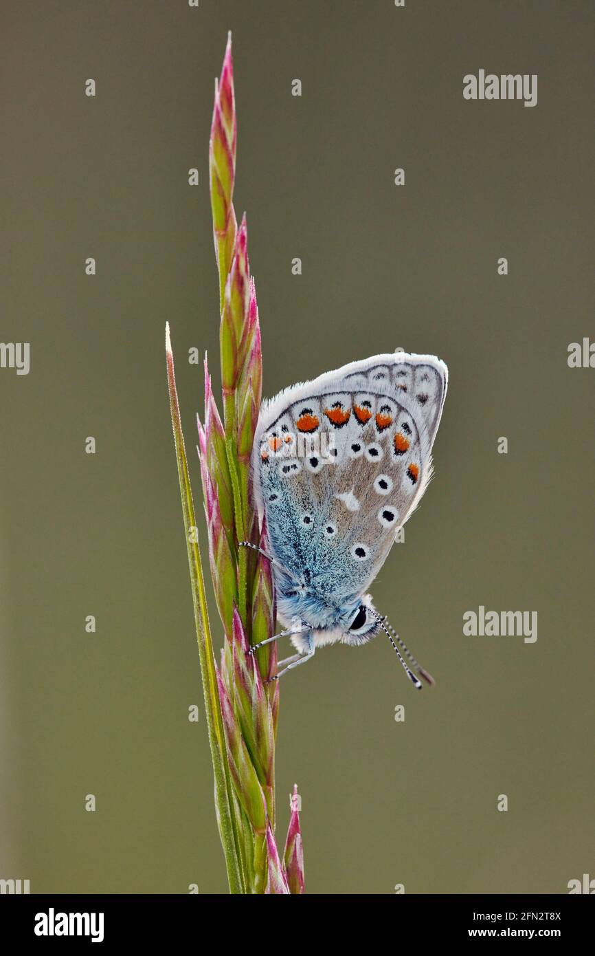 Common Blue perched on grass. Molesey Reservoirs Nature Reserve, West Molesey, Surrey, England. Stock Photo