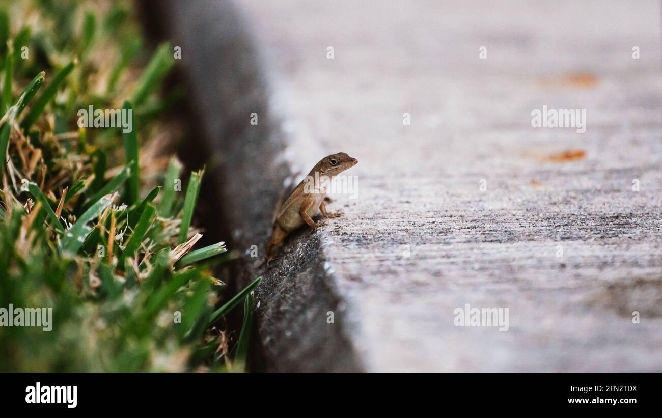 A small lizard sits on the edge of a sidewalk in close up Stock Photo