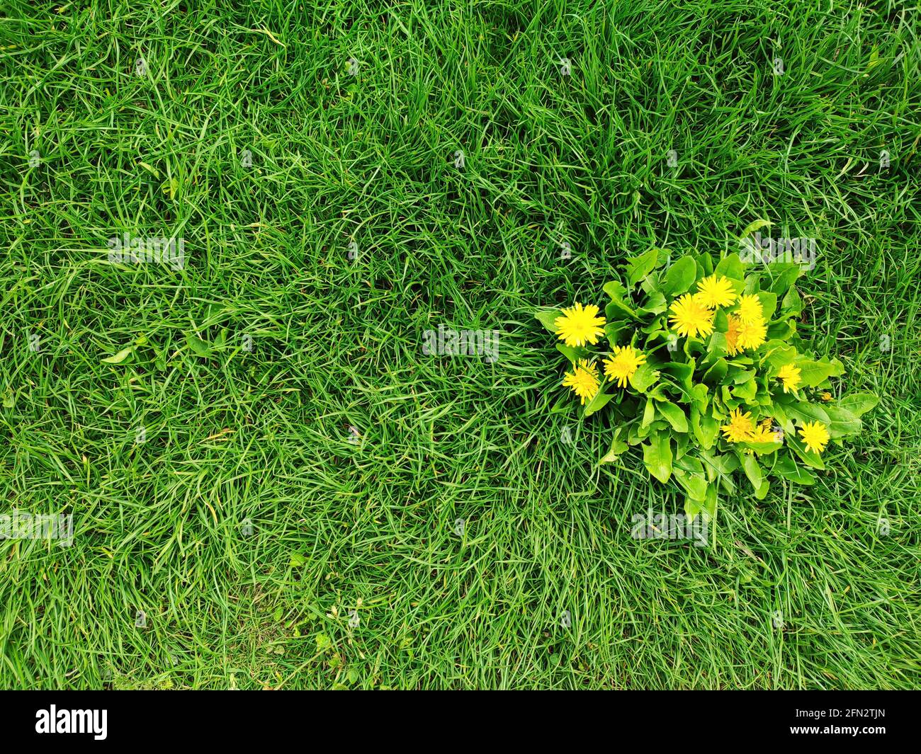 Yellow dandelions in green grass top view on spring day Stock Photo
