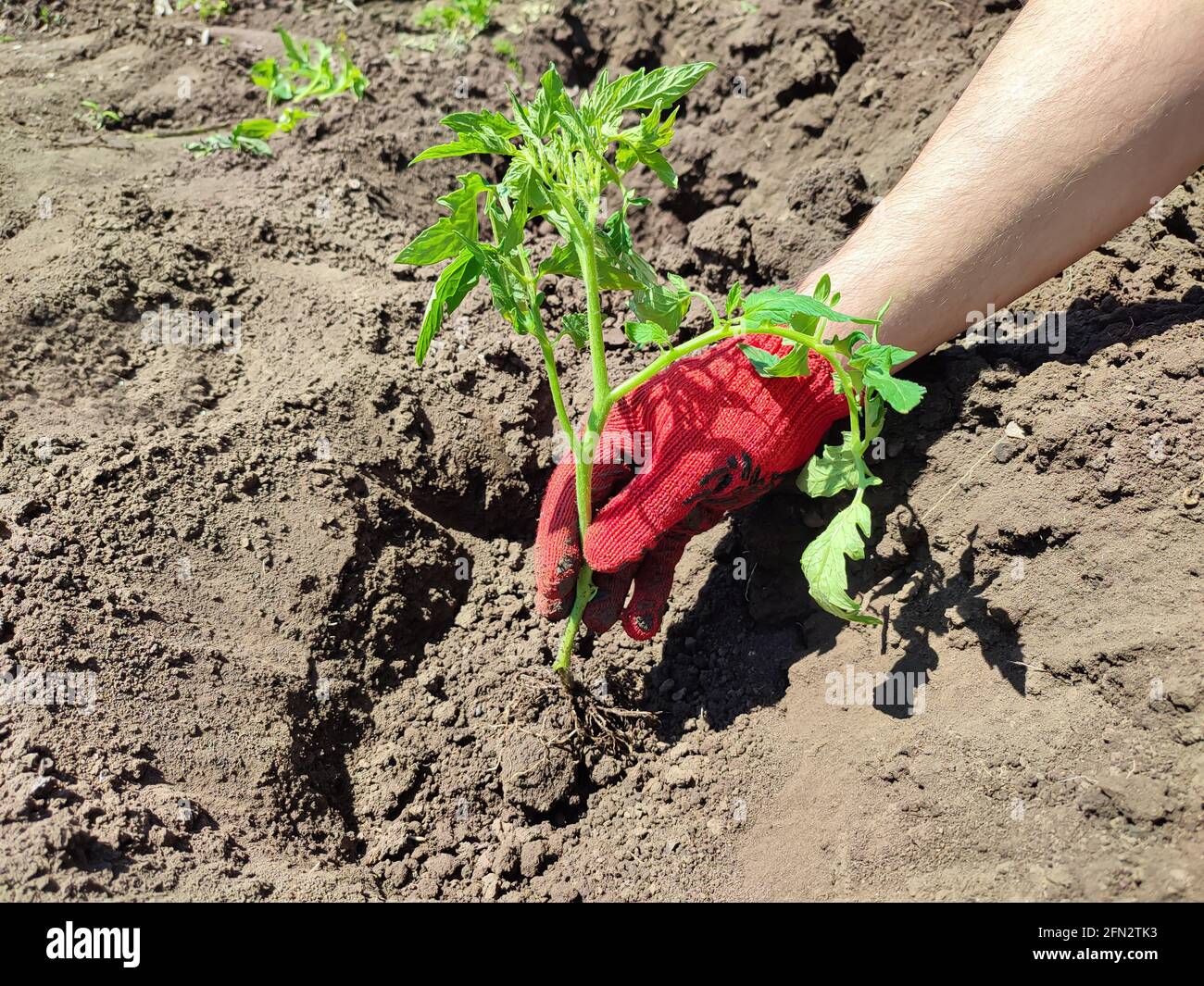 Male farmer planting tomatoes seedling in organic garden or greenhouse Stock Photo