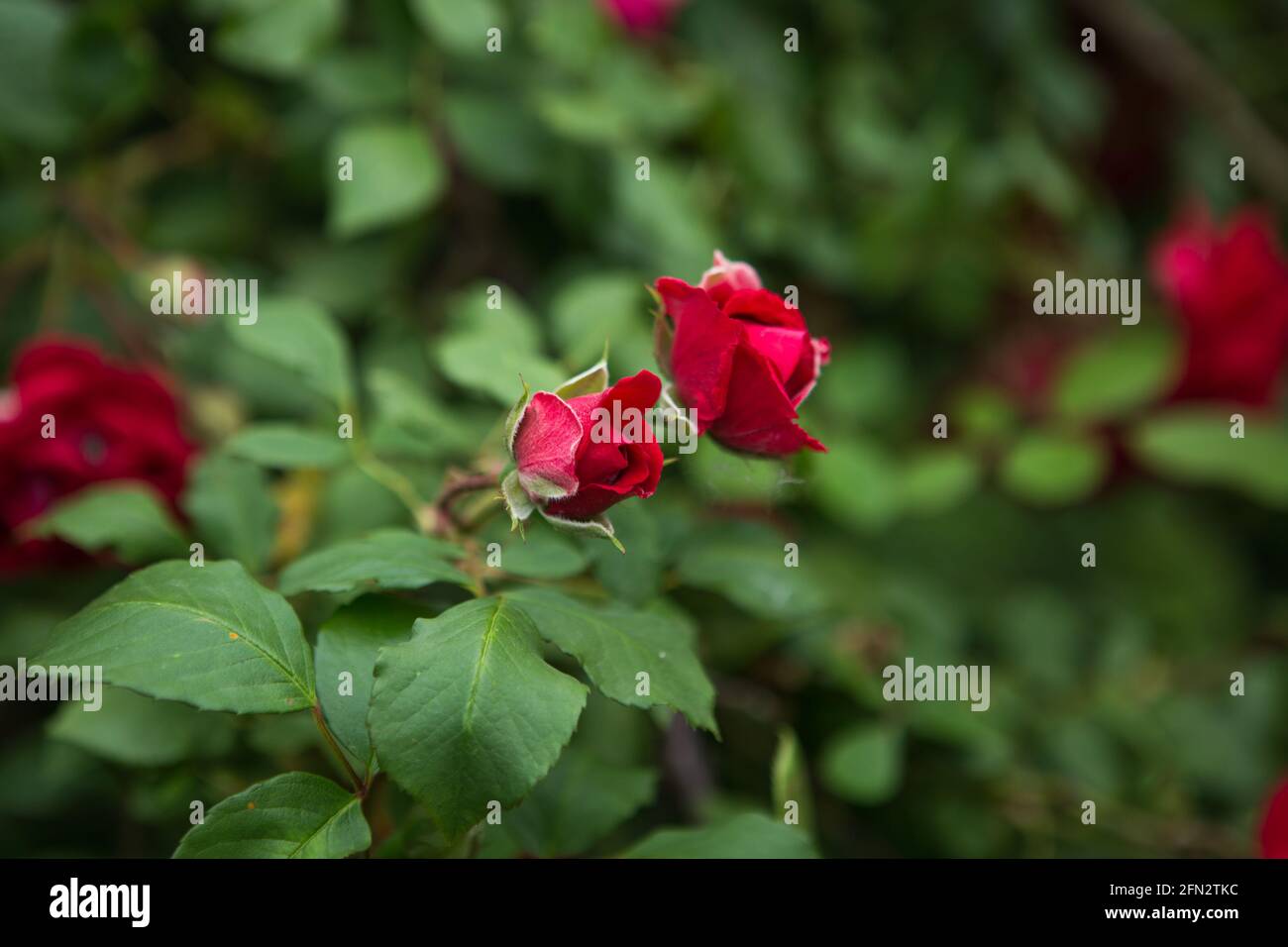 Red rose flowers. Climbing rose flowers in early summer Stock Photo - Alamy