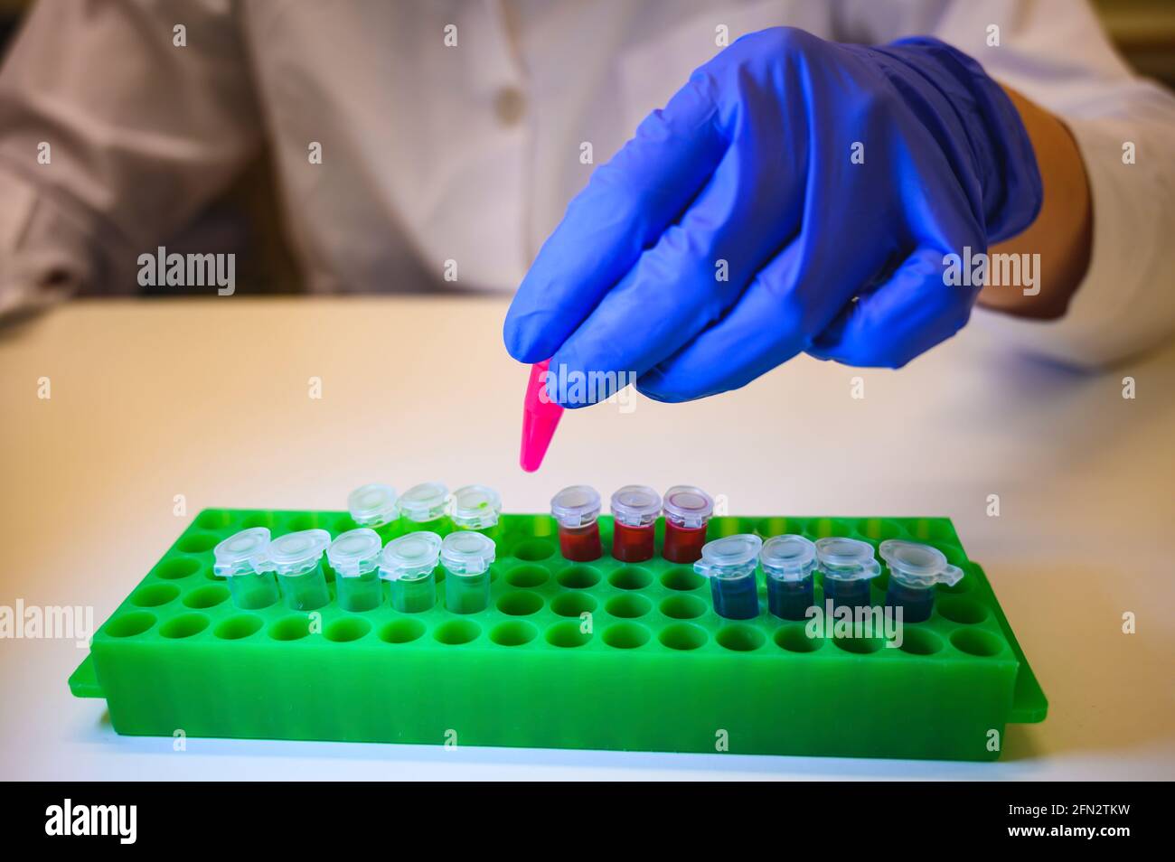 Scientist working with Corona virus patient samples in a molecular biology laboratory wearing gloves as safety measurement Stock Photo
