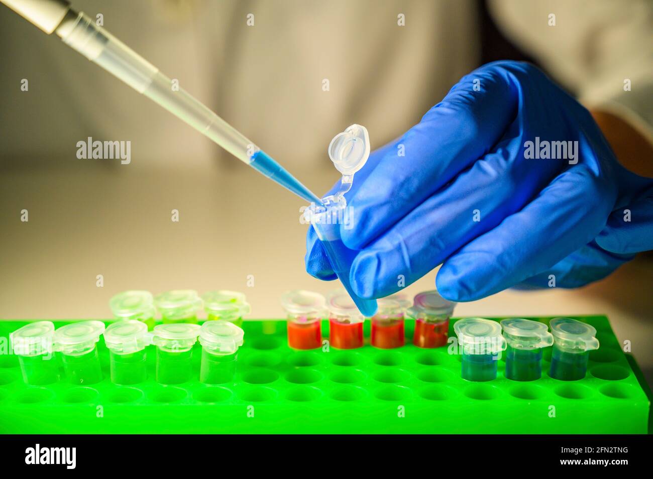 Scientist health care professional working with Corona virus patient samples in a molecular biology laboratory wearing gloves as safety measurement Stock Photo