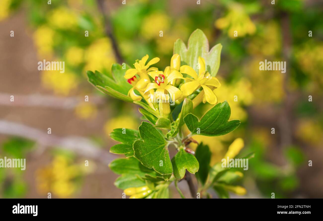 Yellow flowers of black currant bush, spring background Stock Photo