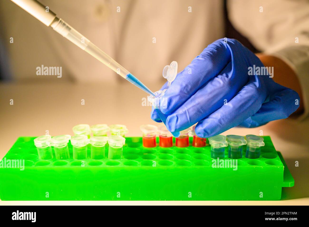 Scientist working with blue solution in eppendorf tube and pipette for biomedical research with tube rack on a white bench background Stock Photo