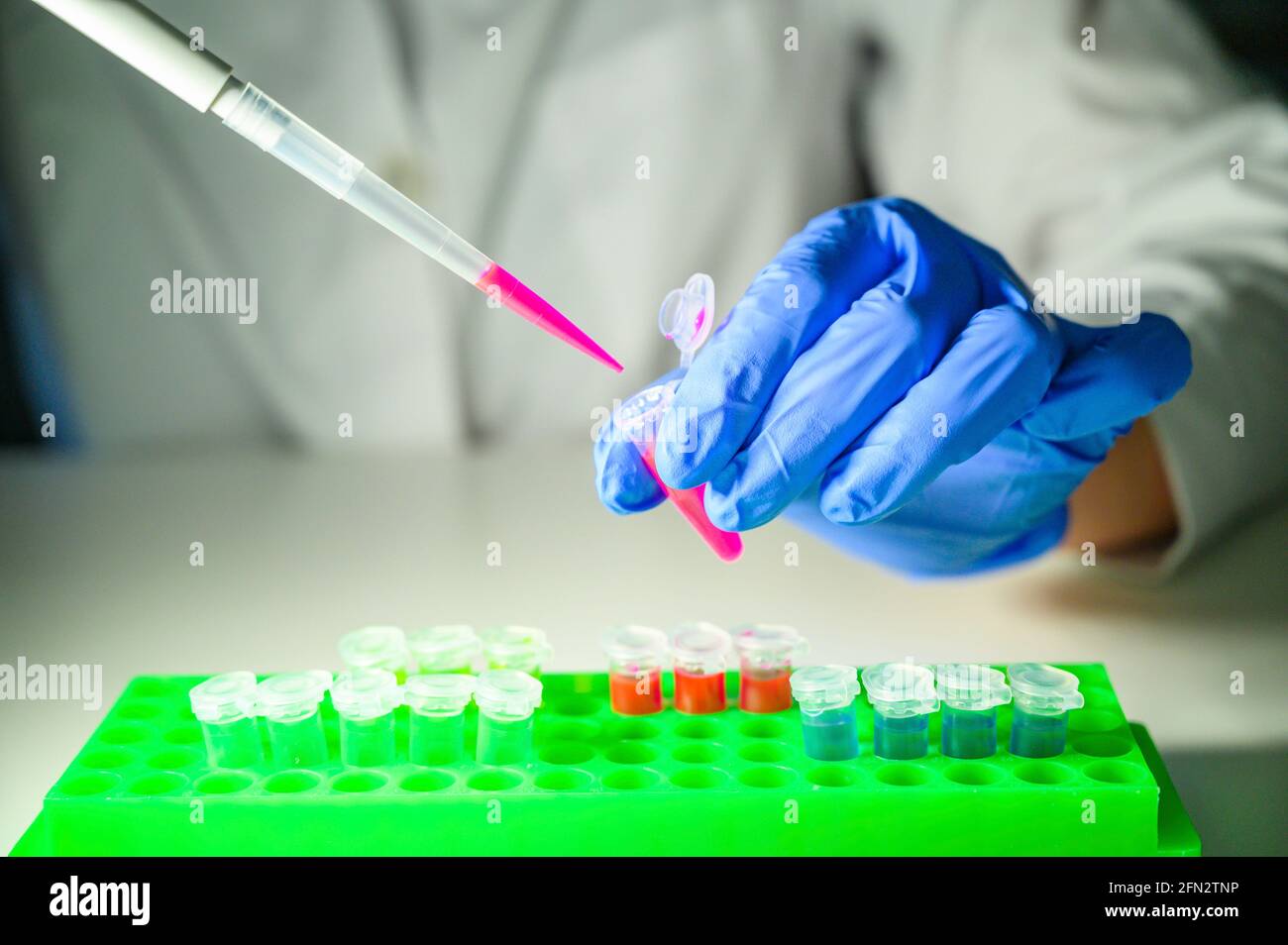Scientist taking out pink chemical solution from eppendorf tube on a white bench background for molecular biology research Stock Photo