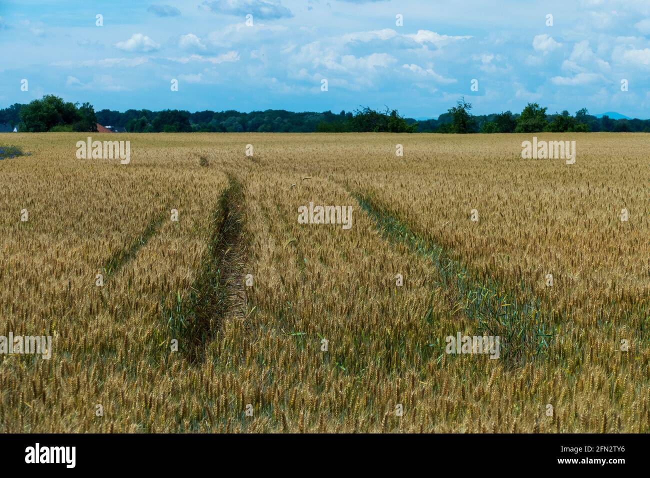 Weizenfeld im Juni, kurz vor der Ernte Stock Photo