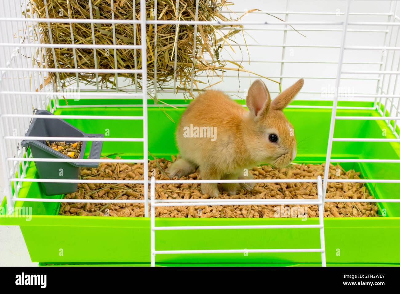 A cute little ginger rabbit sits in a cage. A beautiful pet. Fluffy ...