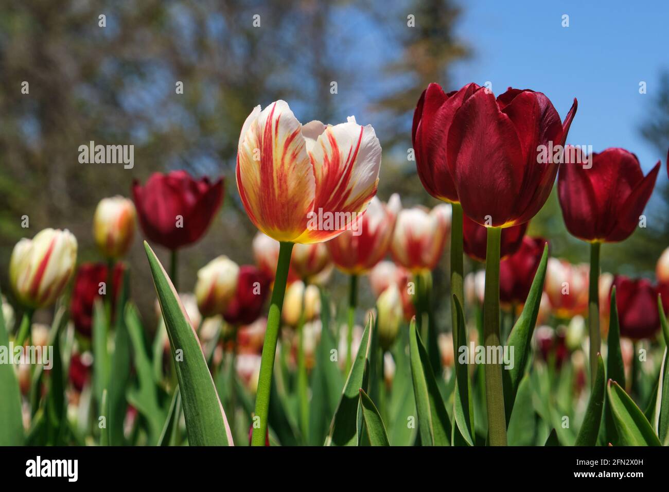 Canada 150 tulips hi-res stock photography and images - Alamy Canada 150 tulips hi-res stock photography and images - Alamy