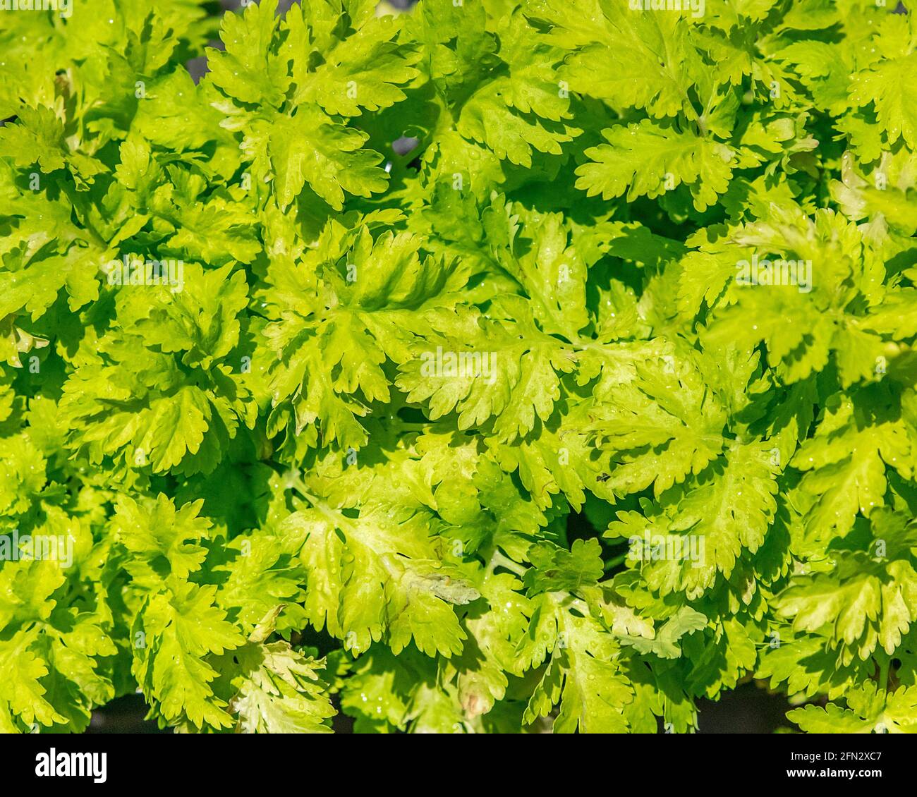 Close-up of Matricaria leaves. This plant is in the Chamomile and sunflower family. Stock Photo