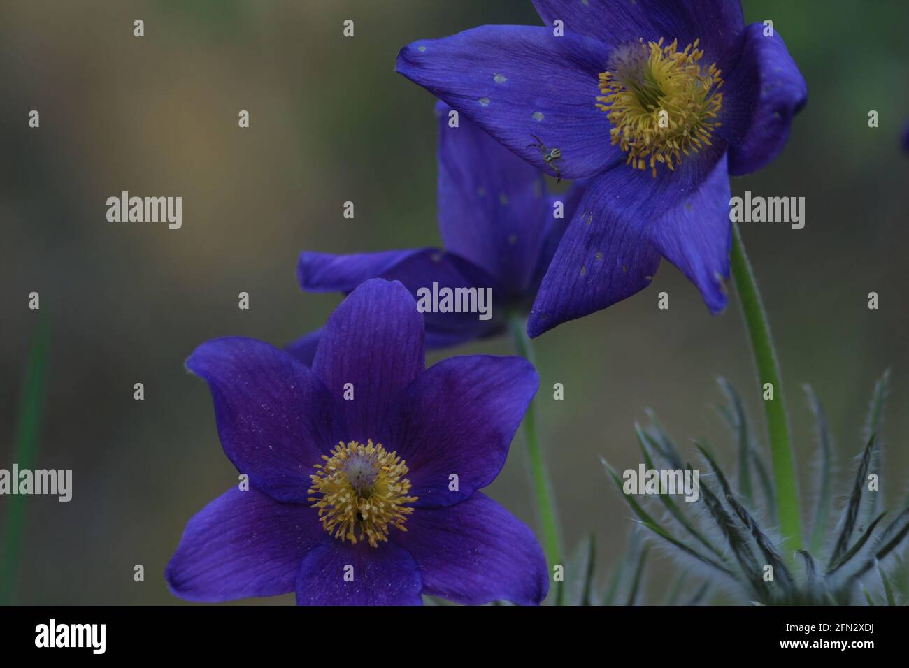 Pulsatilla patens, eastern pasqueflower, spreading anemone. Bright deep violet-blue flowers of Pulsatilla patens in green forest in springtime outdoor Stock Photo