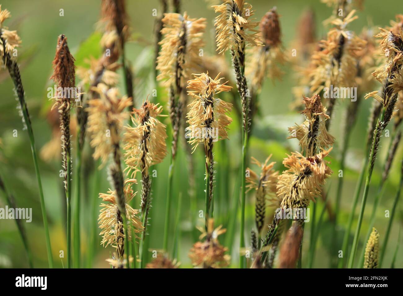 Carex ericetorum, Rare Spring-sedge. Spring flower landscape. Yellow blooming spikelets of sedge on a green meadow in sunlight at springtime. Stock Photo