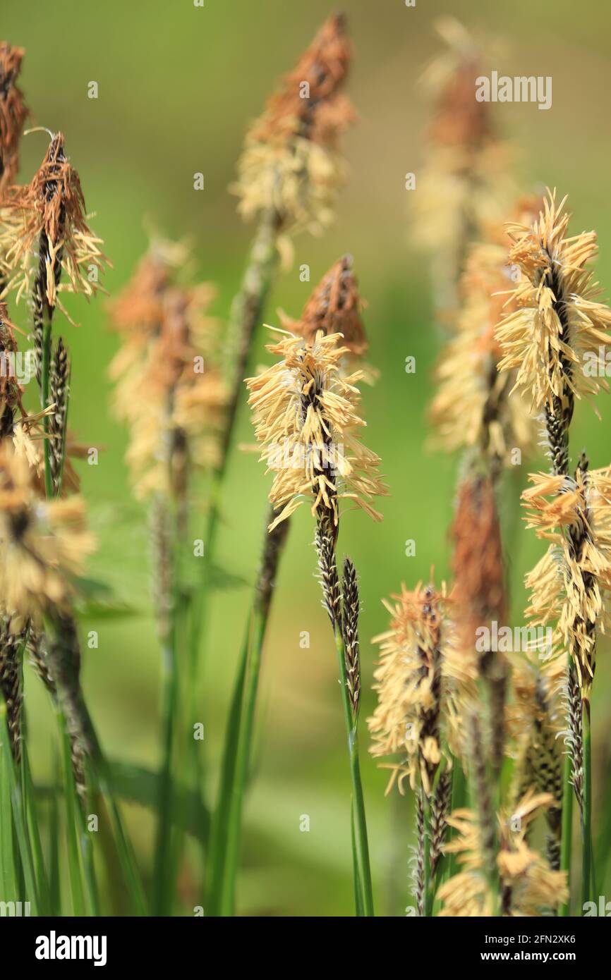 Rare Spring-sedge, Carex ericetorum. Spring landscape blooming yellow spikelets of sedge on a green meadow in sunlight close-up. Stock Photo