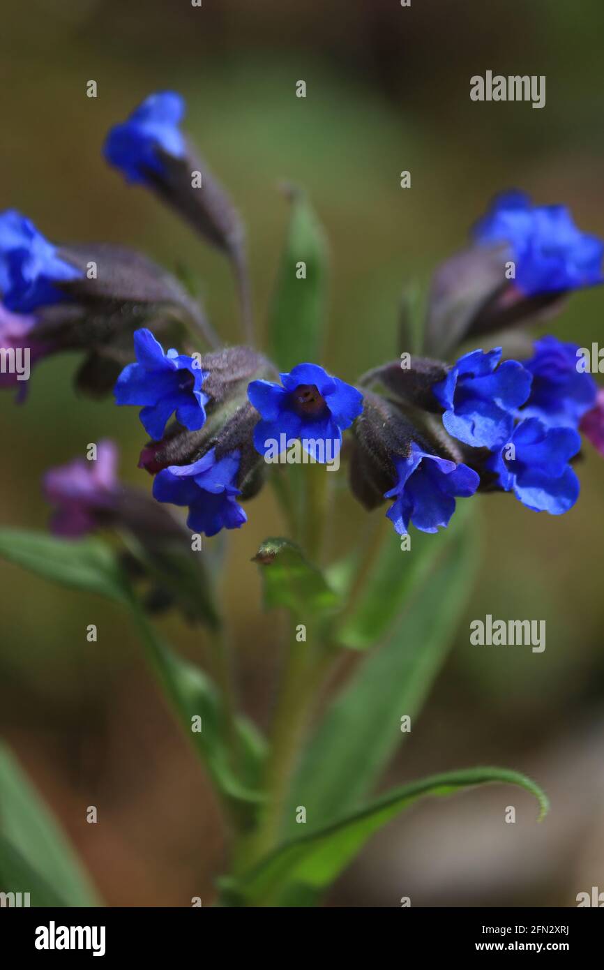 Pulmonaria angustifolia, Blue Lungwort, Blue cowslip, Narrow-leaved lungwort. Bright blue flowers of lungwort close-up outdoors in forest in spring. Stock Photo