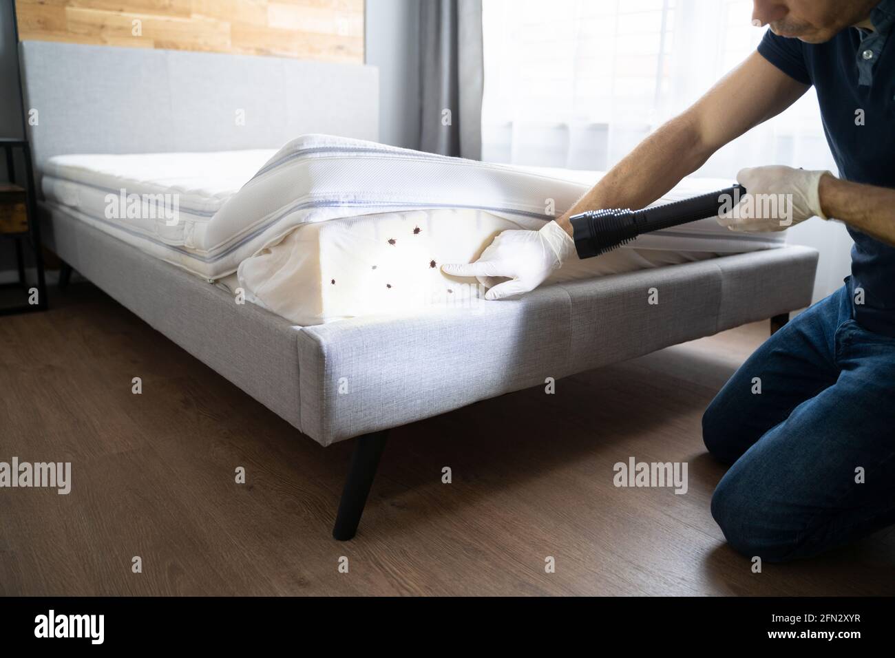 Bed Bug Infestation And Treatment Service. Bugs Extermination Stock Photo