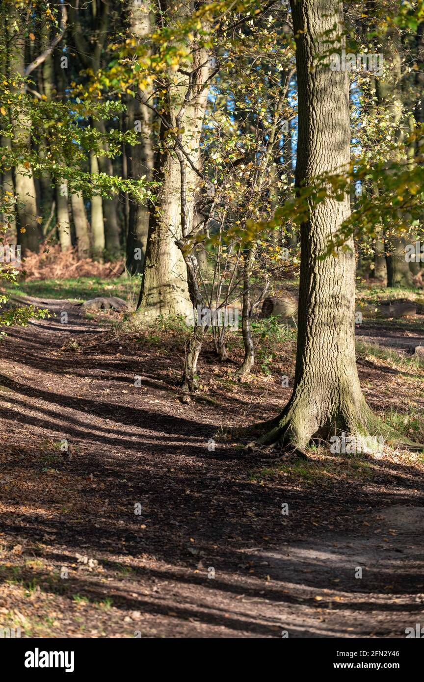 Trees line a path through woodland in spring, early summer with dappled light and long shadows in Galleywood Essex Stock Photo