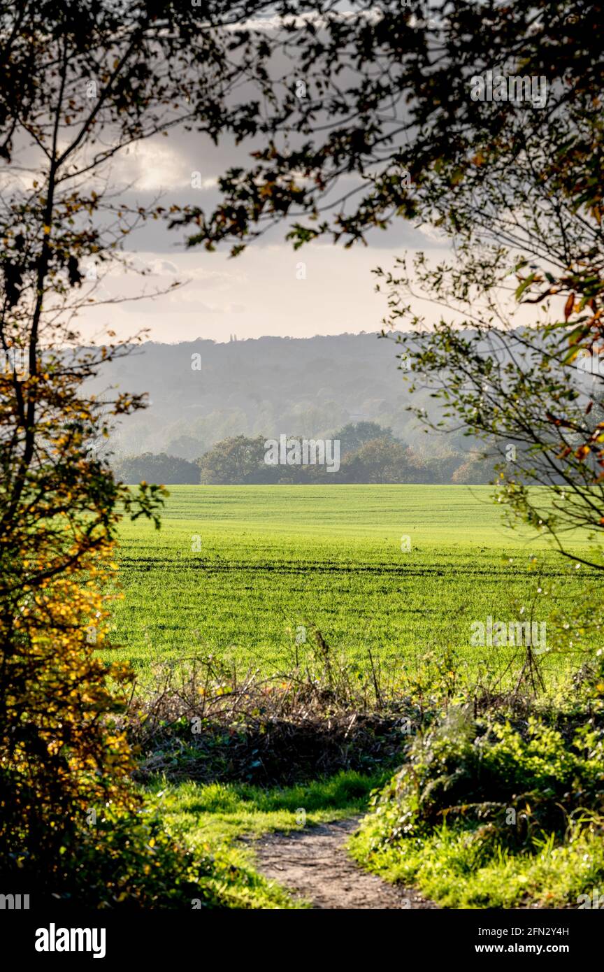 Footpath leading to fields beneath canopy of branches, warm sunlight on the field in Chelmsford, Essex Stock Photo