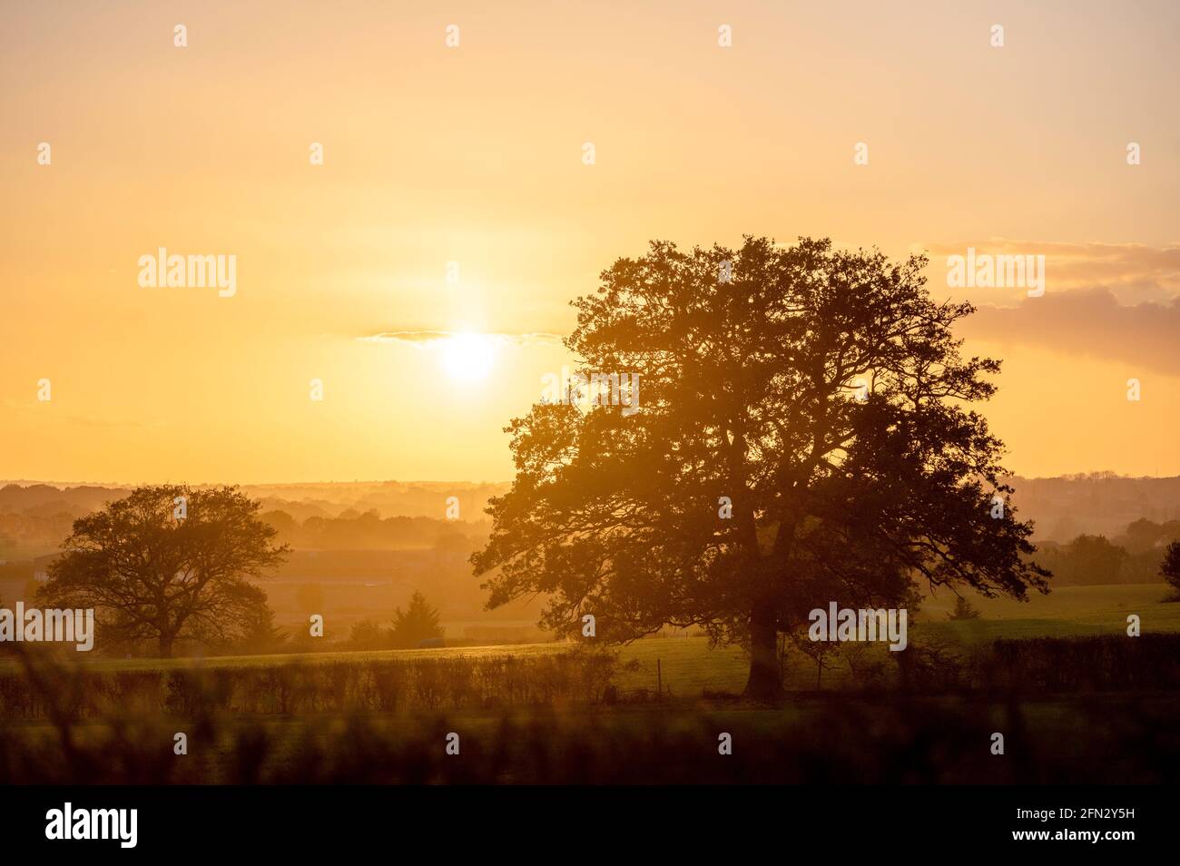 Beautiful sunset with silhouetted oak tree and vista horizon in gentle mist, Essex countryside in Galleywood Stock Photo