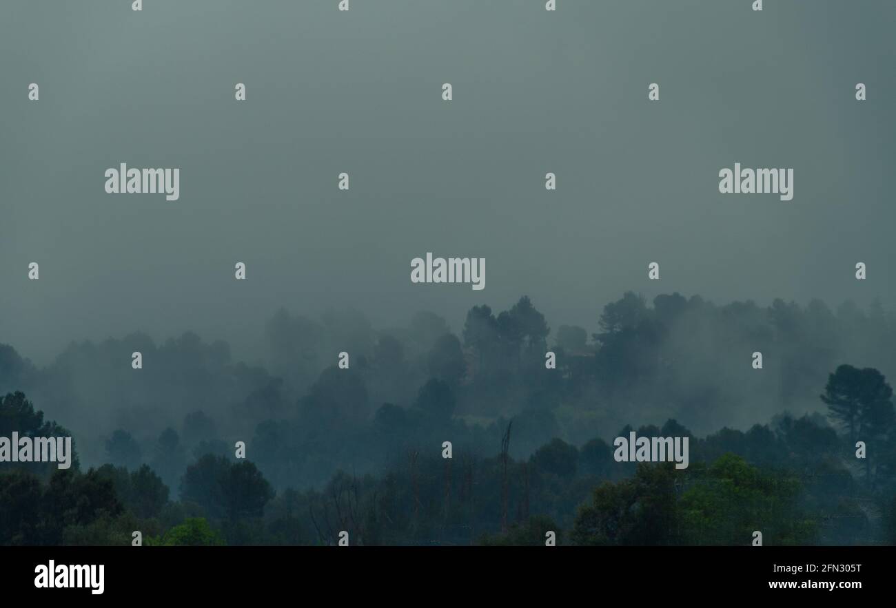 Dark foggy forest with copy space Stock Photo - Alamy