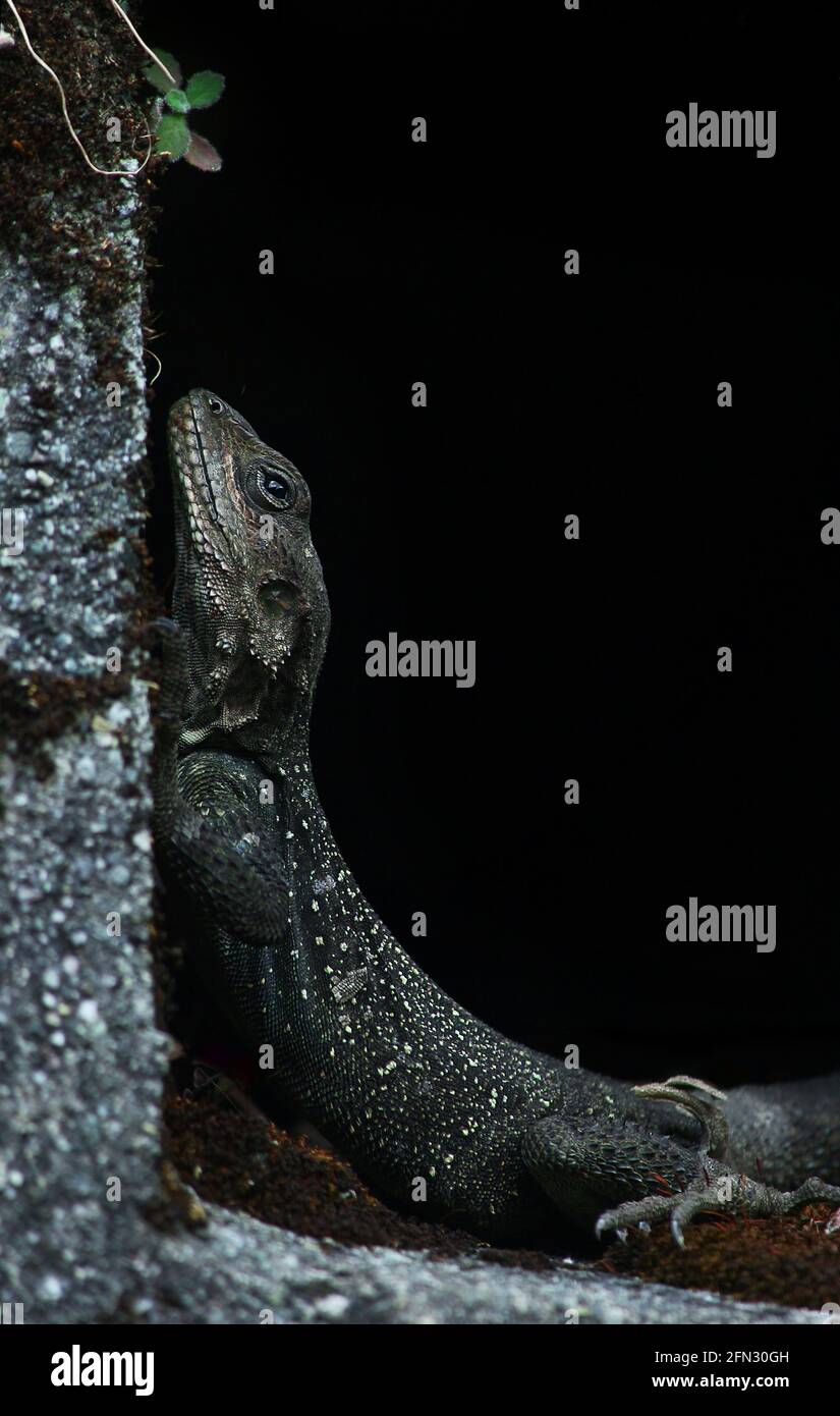 Kashmir rock agama (Laudakia tuberculata) giving a lazy pose. Stock Photo