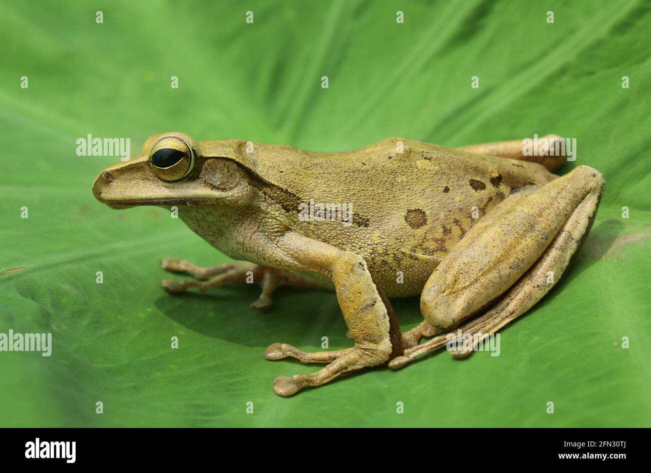 Foam nest frogs hires stock photography and images Alamy