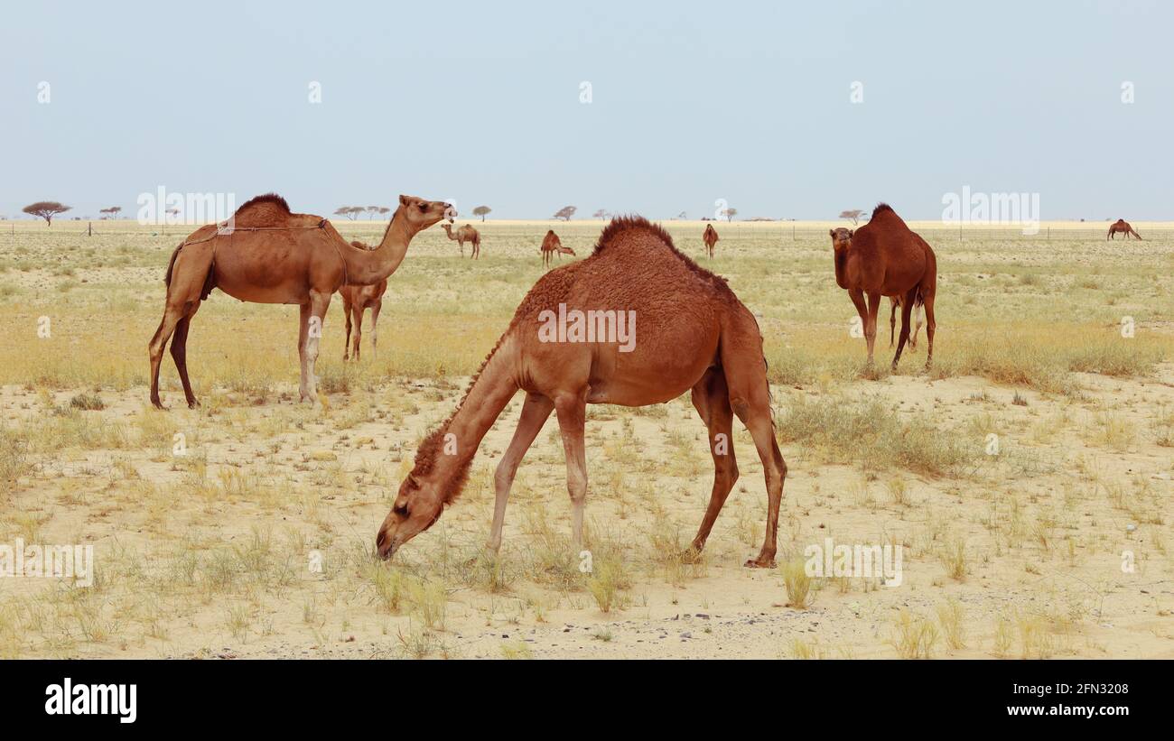 camel in a farm - desert animal Stock Photo