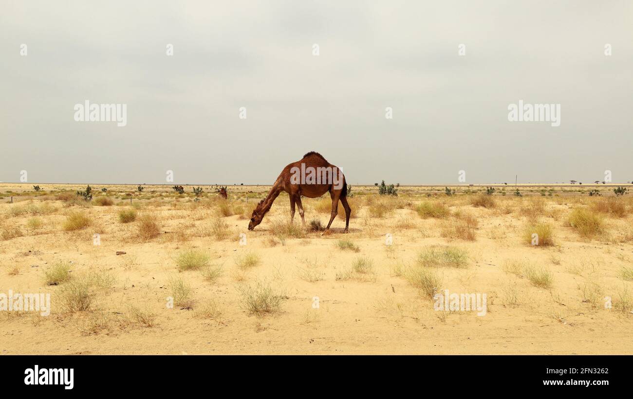 camel in a farm - desert animal Stock Photo