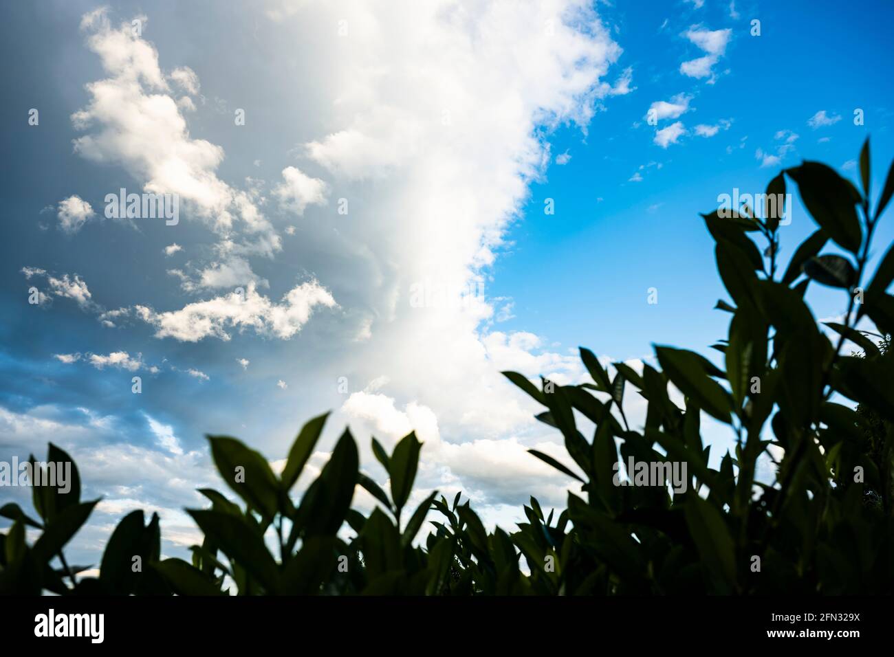 Stunning view of a blue sky with some beautiful clouds and some blurred leaves in the foreground. Dramatic landscape, natural background. Stock Photo