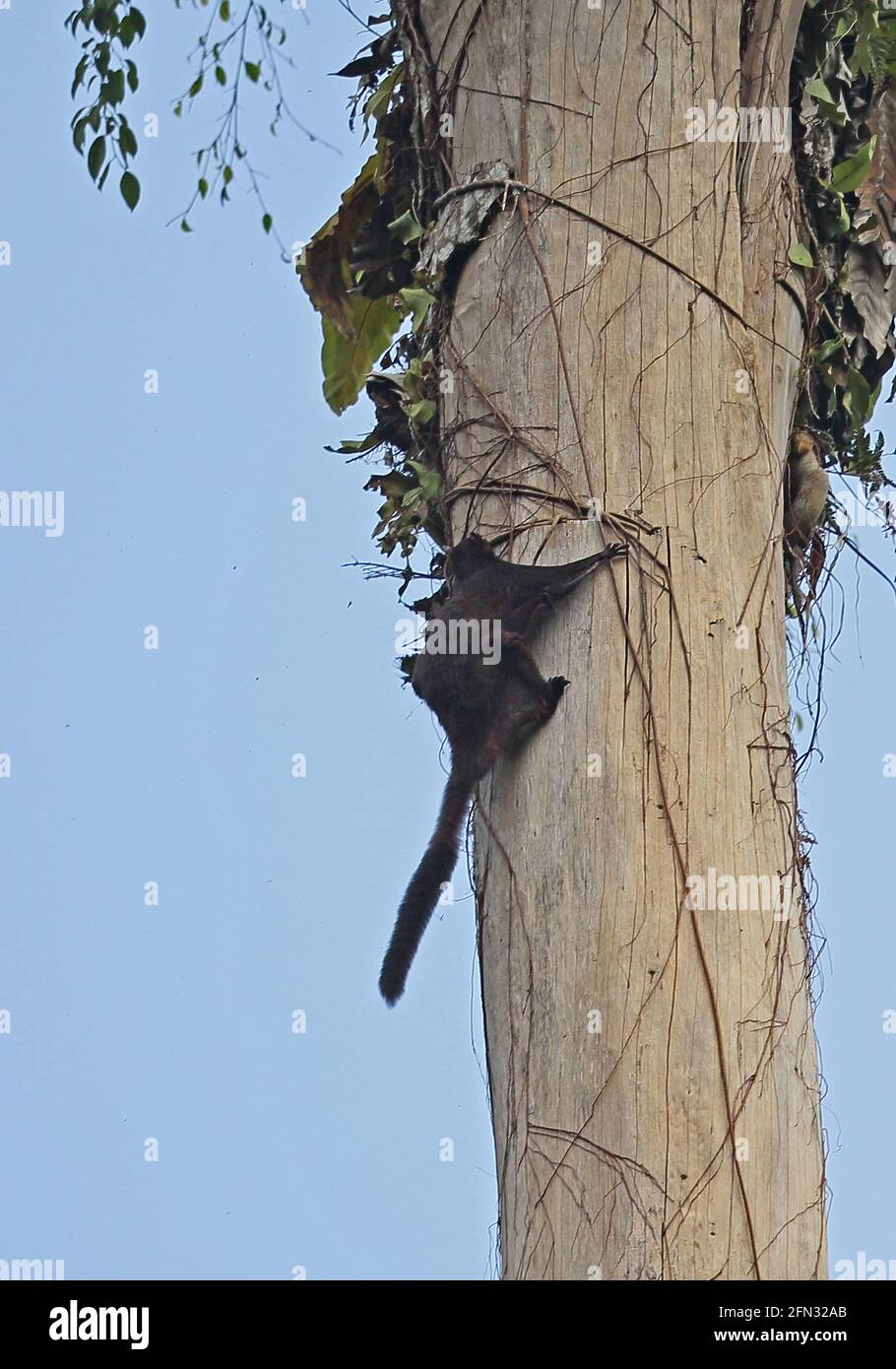 Black Flying Squirrel (Aeromys tephromelas tephromelas) adult running