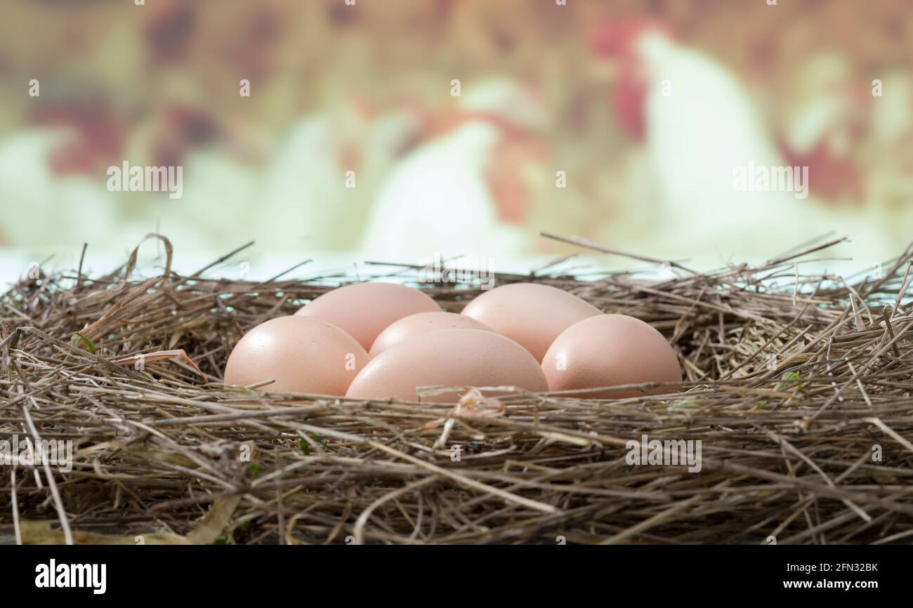 Natural Farm Eggs in a Straw Nest Stock Photo - Alamy
