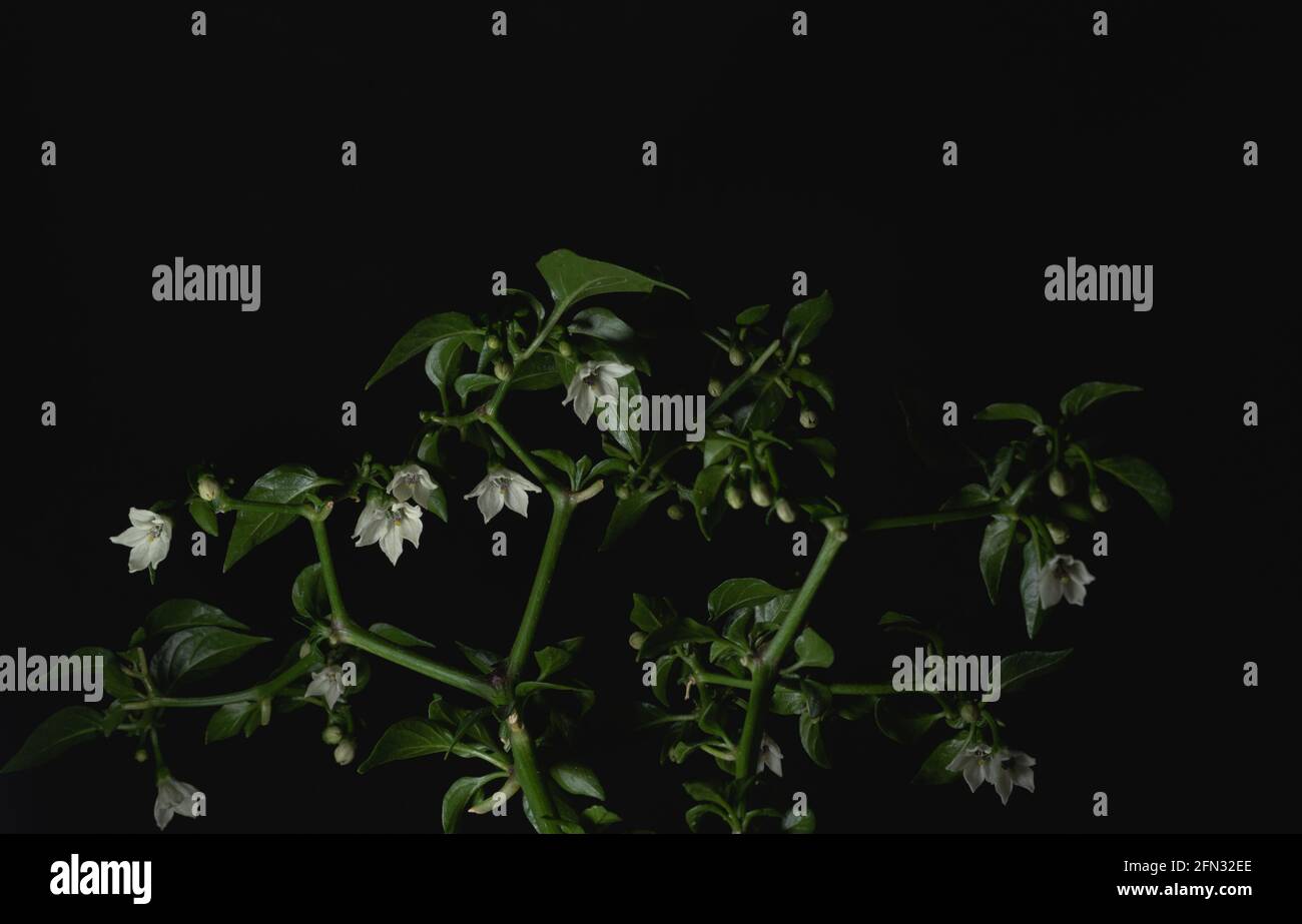 macro close up of serrano chili pepper plant on black background Stock Photo