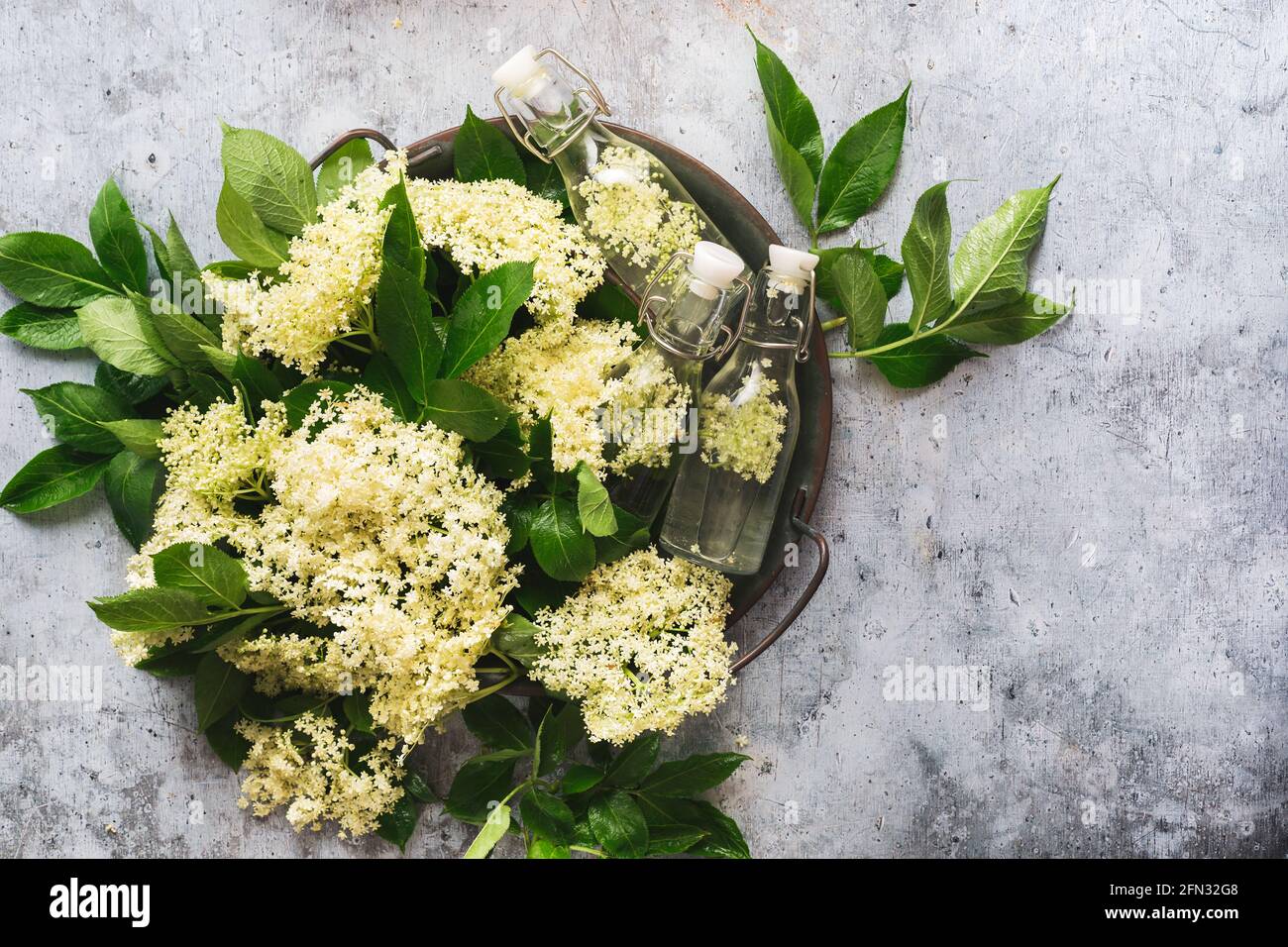 Fresh elder flowers in a metal tray with cordial in a vintage bottle on gray background. Top view, blank space Stock Photo