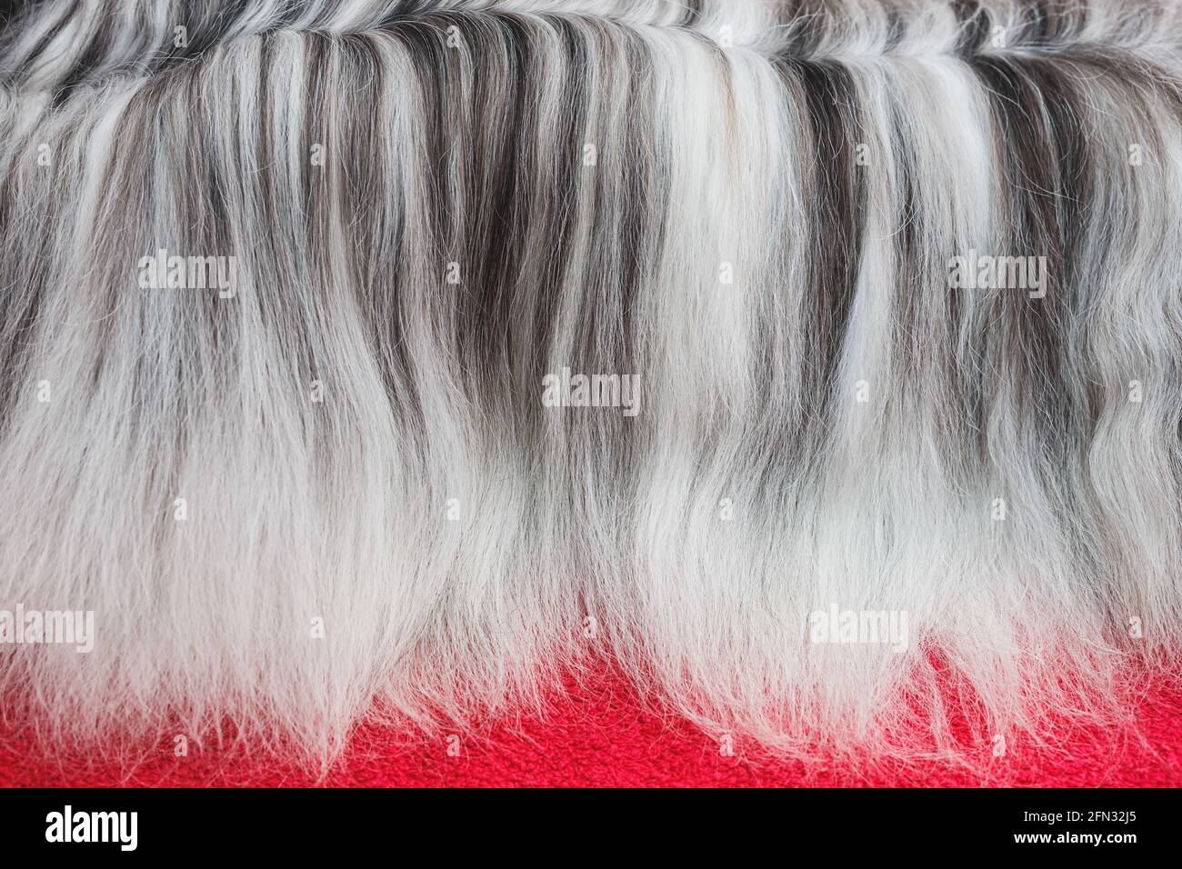 Black and white dog hair. Close up of Tibetan terrier dog hair.  Long haired dog grooming. Pet care Stock Photo