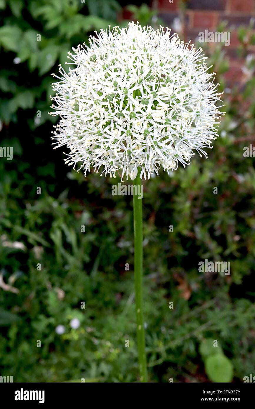 Allium stipitatum ‘White Giant’ Persian shallot White Giant - spherical umbel of white star-shaped flowers on tall stem,  May, England, UK Stock Photo
