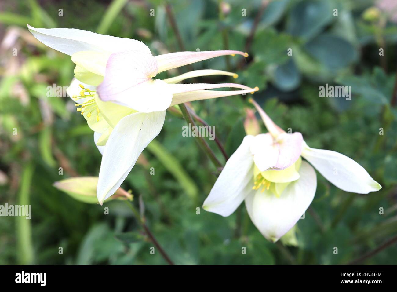 Aquilegia ‘White Star’ Columbine / Granny’s bonnet White Star – pale yellow flowers with white flared sepals and long straight yellow-tipped spurs, Stock Photo