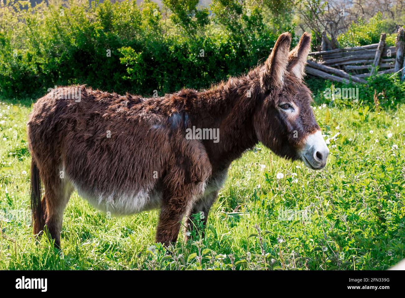 General shot of a brown donkey in a meadow on a farm in Asturias.For the photographic shot a mixture of natural light and artificial light was used an Stock Photo