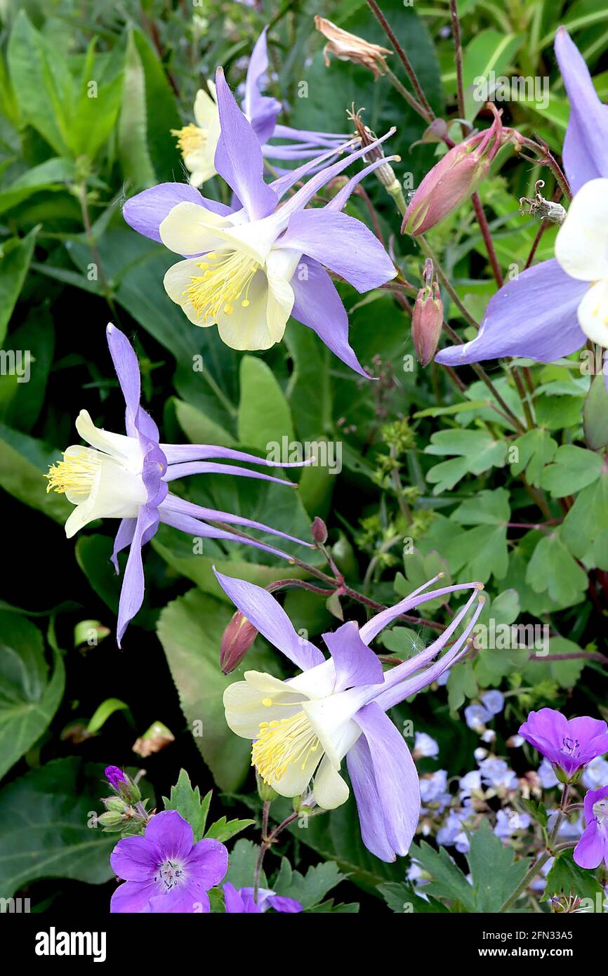 Aquilegia vulgaris ‘Blue Bird’ Columbine / Granny’s bonnet Blue Bird – pale yellow flowers with flared violet sepals and long spurs,  May, England, UK Stock Photo