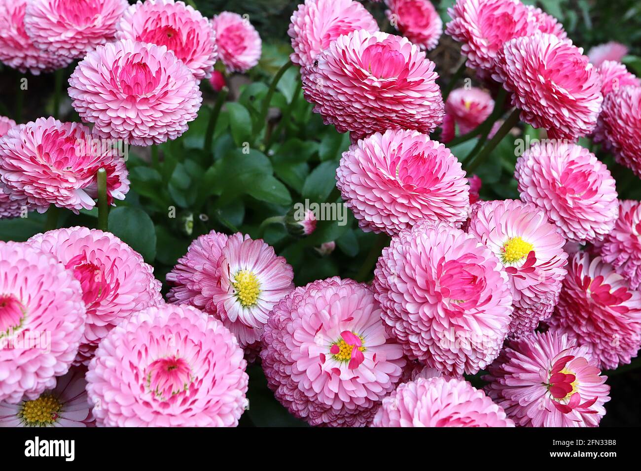 Bellis perennis ‘Bam Bam Red’ Double daisy – bicolored flowers with red outer petals and white inner petals,  May, England, UK Stock Photo