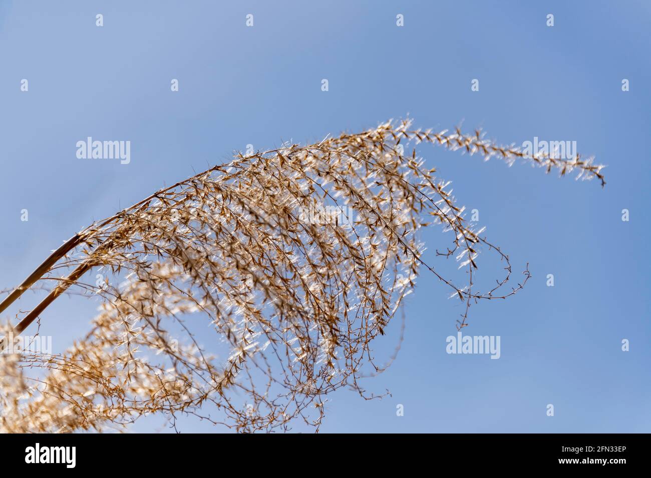 Branches Of Ravennagrass Seeds On A Warm Spring Day Stock Photo