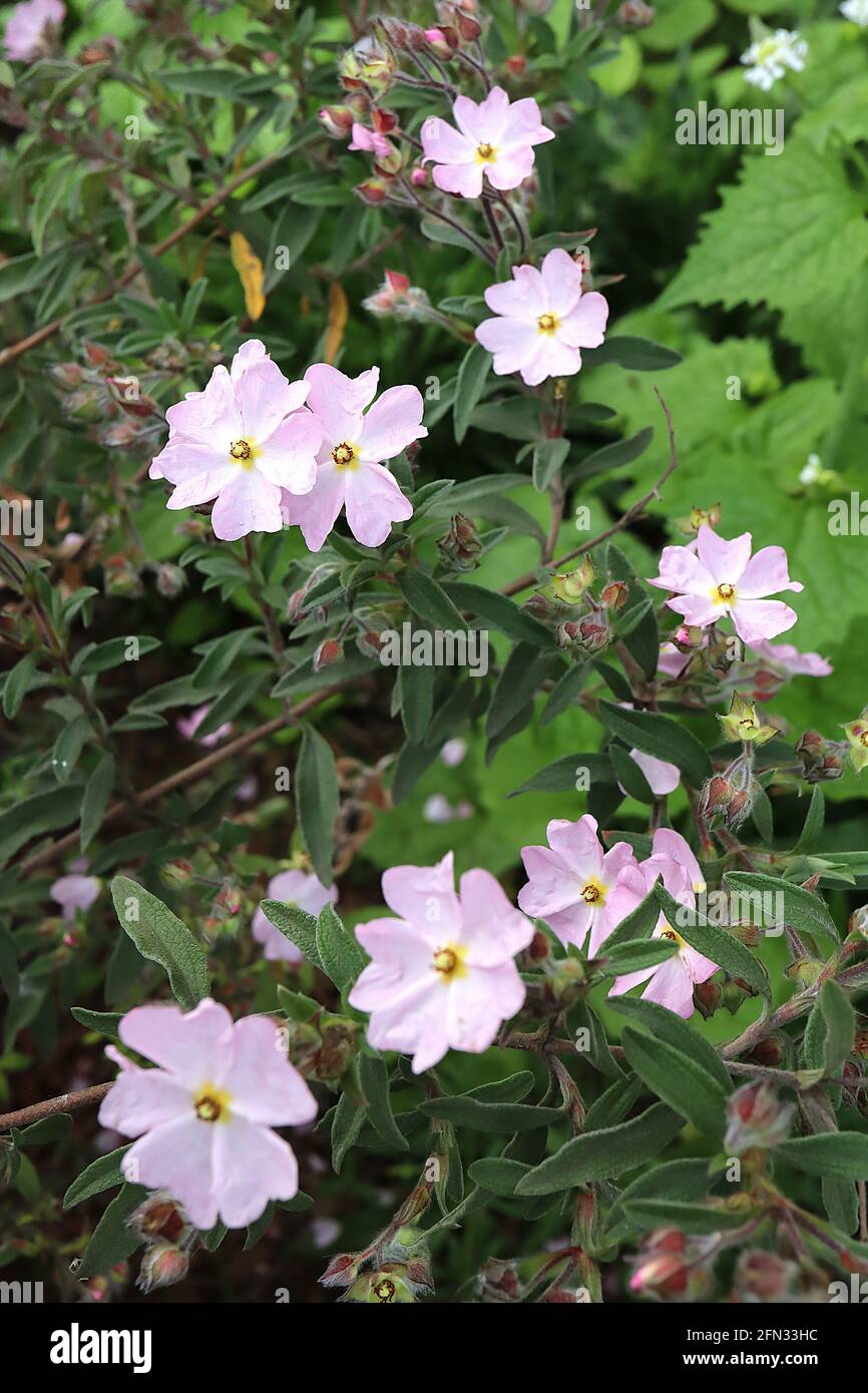 Cistus x skanbergii  dwarf pink rock rose – pale pink flowers with notched heart-shaped petals,  May, England, UK Stock Photo