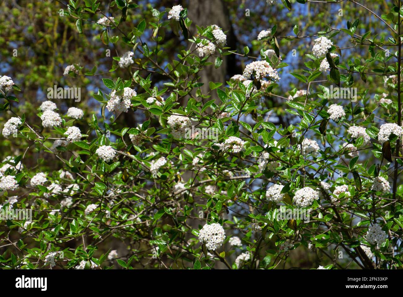 Snowball also called Viburnum carlesii with spherical growth form and