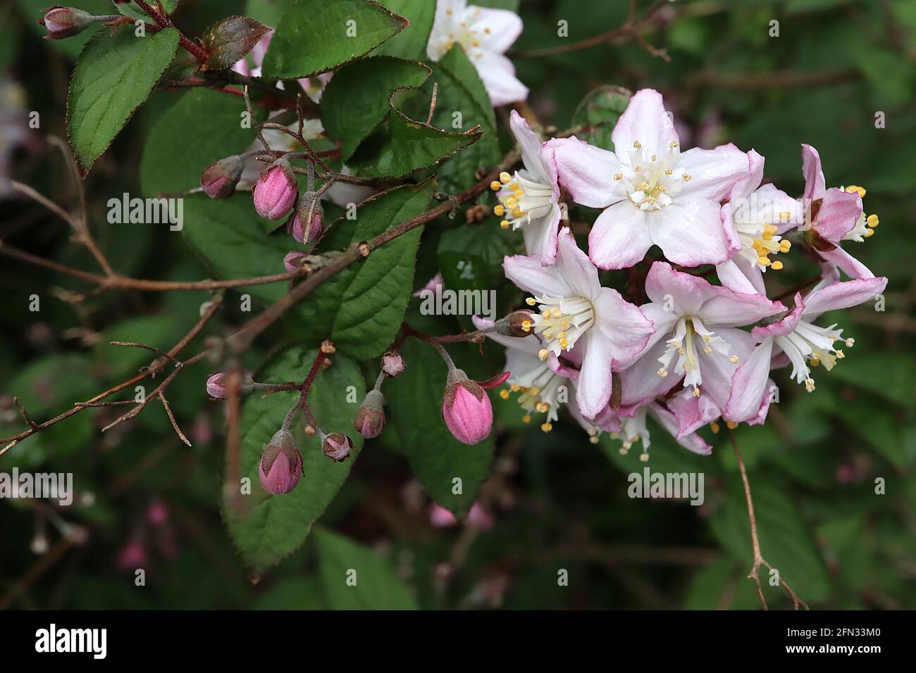 Deutzia x elegantissima ‘Rosealind’ Deutzia Rosealind – white star-shaped flowers tinged pink,  May, England, UK Stock Photo
