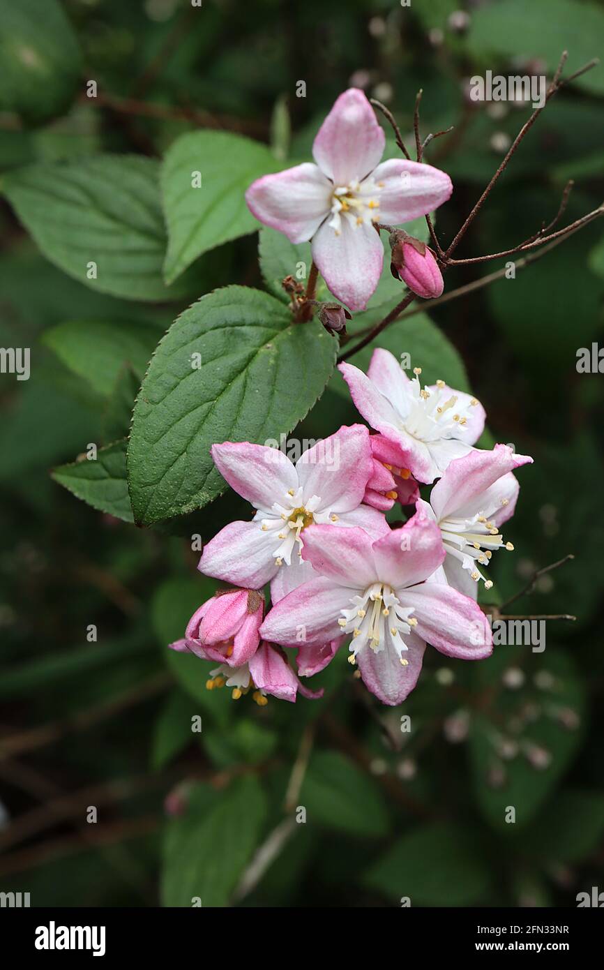 Deutzia x elegantissima ‘Rosealind’ Deutzia Rosealind – white star-shaped flowers tinged pink,  May, England, UK Stock Photo