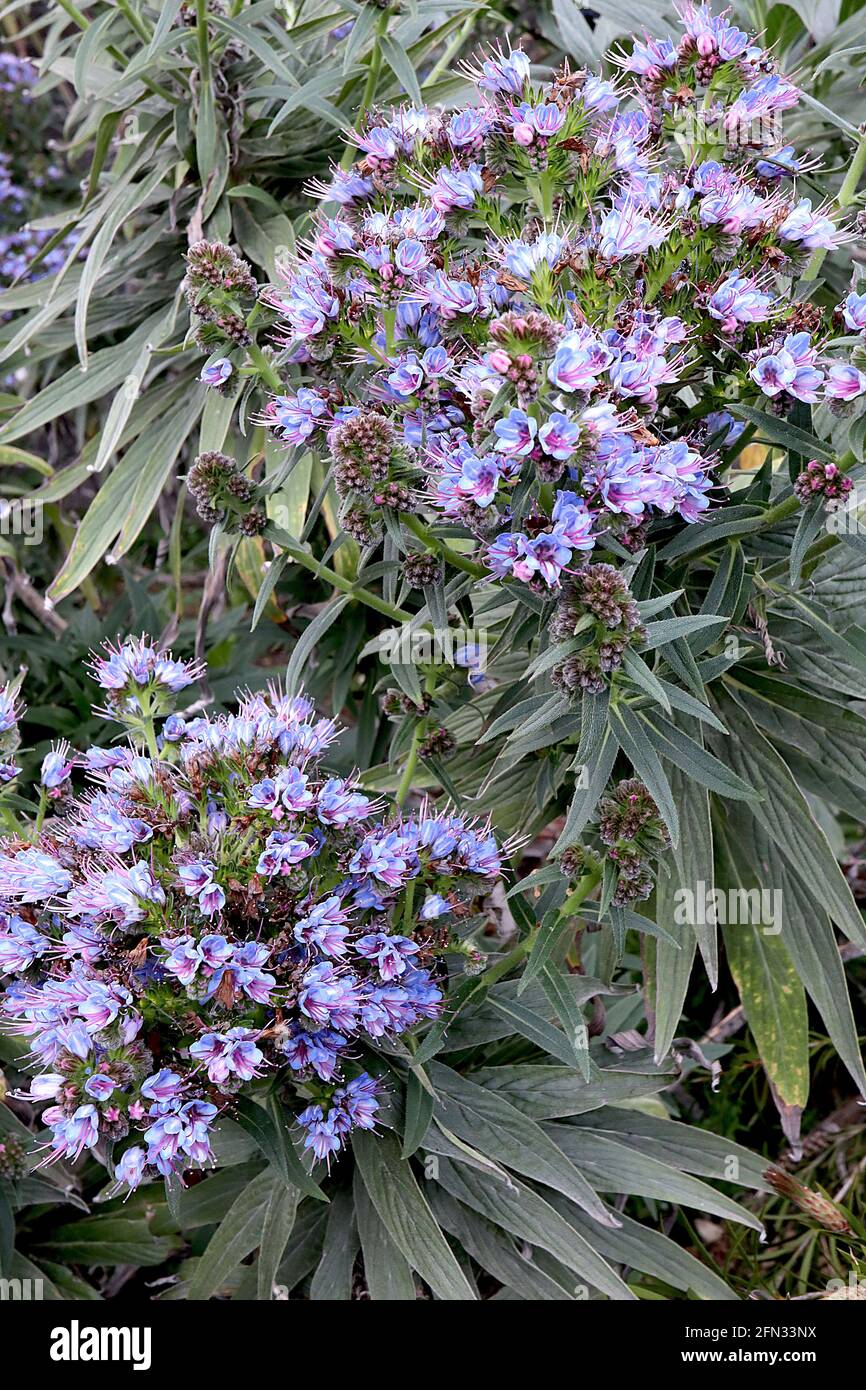 Echium candicans Pride of Madeira – domed cluster of violet blue flowers with elongated pink stamen, large dark green lance-shaped leaves,  May, UK Stock Photo