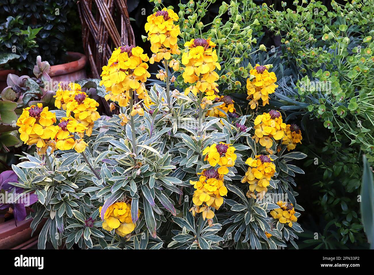 Erysimum cheiri ‘Fragrant Star’ Wallflower Fragrant Star – golden yellow flowers with variegated leaves,   May, England, UK Stock Photo