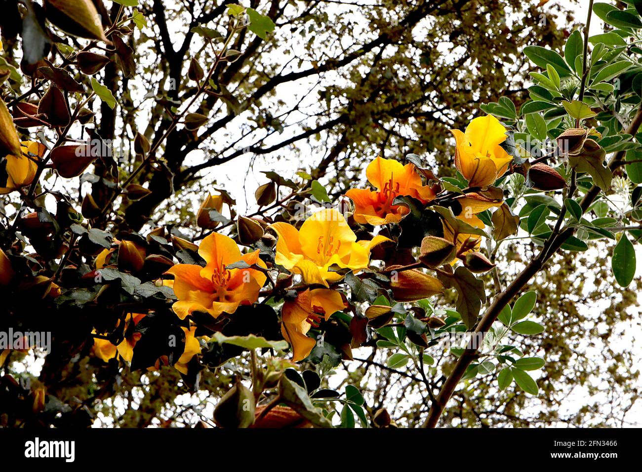 Fremontodendron ‘Pacific Sunset’ Flannel bush Pacific Sunset – thick yellow and orange red flowers (bracts) and dark green lobed leaves,  May, England Stock Photo