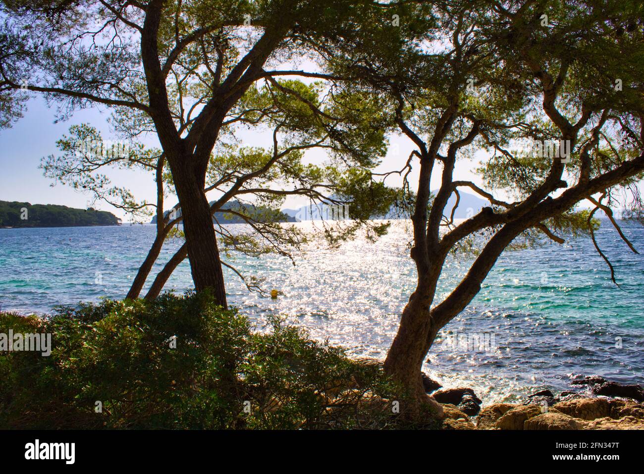 Trees on the mediterranean sea Stock Photo